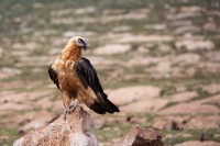 Vultures of Col de Pal